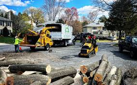 Best Tree Removal  in Vla Grove, IL